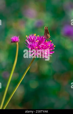 Globe Amaranth papillon sur un bouton de Bachelor Banque D'Images