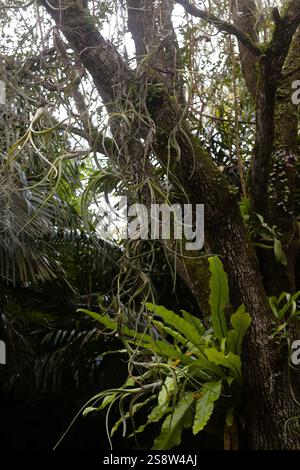 Tillandsia (plantes de l'air) et fougère du nid d'oiseau, poussant sur un arbre dans le sud de la Floride. Banque D'Images
