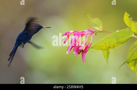 Sunangel royal en vol approchant des fleurs sauvages dans la forêt du Pérou Banque D'Images
