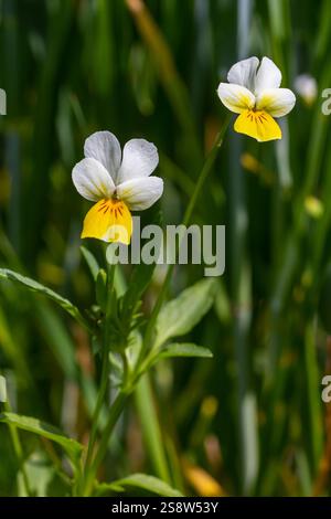 Viola arvensis est une espèce de violette connue sous le nom commun Field Pansy. Banque D'Images