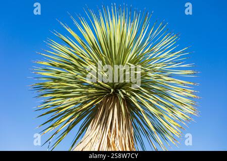 Indian Wells, Californie, États-Unis. Grandes plantes de yucca dans le désert. Banque D'Images