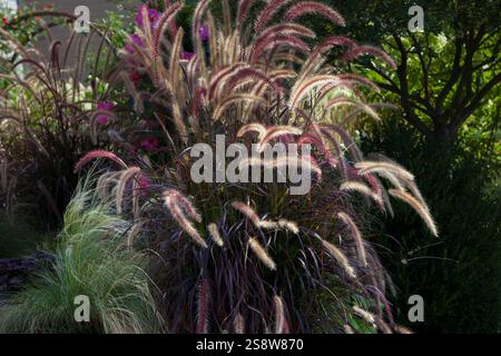 Un jardin mystique accueillant avec une belle fontaine violette, pennisetum rubrum, des pointes en arc de cercle de fleurs violacées qui ondulent gracieusement Banque D'Images