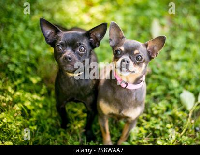 Deux chiens chihuahua assis dans l'herbe et regardant la caméra Banque D'Images
