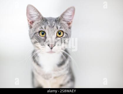 Un chat domestique gris tabby shorthair avec les yeux jaunes Banque D'Images
