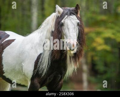 PORTRAIT d'étalon de cheval Gypsy Vanner Banque D'Images