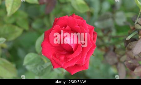 Une rose rouge vibrante en pleine floraison, rayonnant d'élégance et de passion sur un fond vert luxuriant, symbolisant l'amour et la beauté dans la nature. Banque D'Images