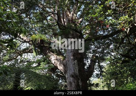 gros plan tronc d'arbre noueux dans une forêt dense Banque D'Images