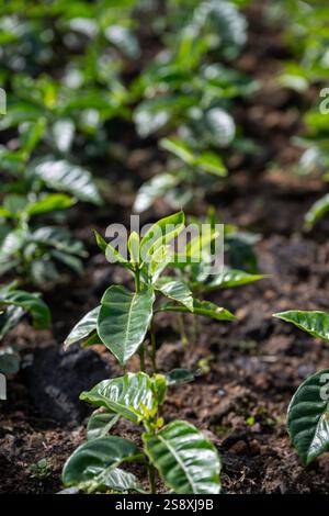 Costa Rica. Plantation typique de café arabica. Jeunes caféiers. Banque D'Images
