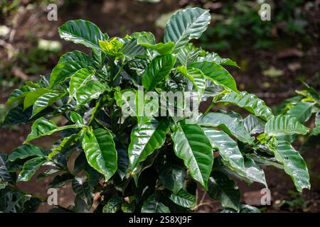 Costa Rica. Plantation typique de café arabica. Jeunes caféiers. Banque D'Images