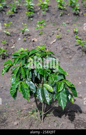 Costa Rica. Plantation typique de café arabica. Jeunes caféiers. Banque D'Images