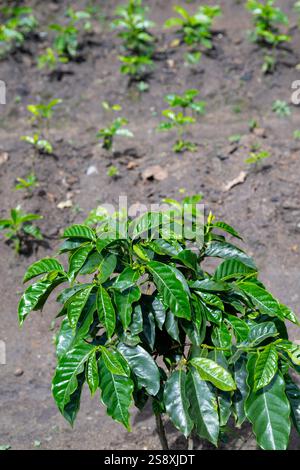 Costa Rica. Plantation typique de café arabica. Jeunes caféiers. Banque D'Images