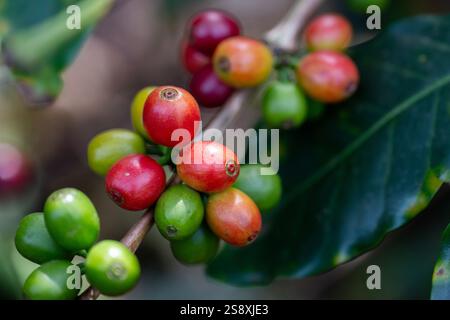 Costa Rica, province d'Alajuela. Plantation typique de café arabica. Détail des baies de café sur la plante. Banque D'Images
