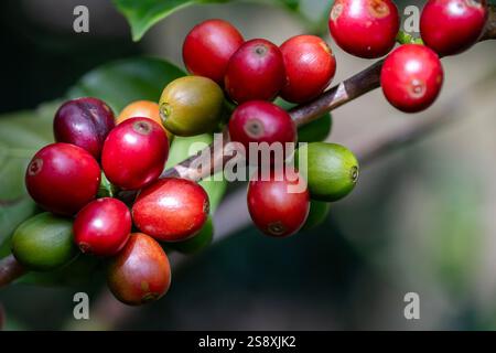 Costa Rica, province d'Alajuela. Plantation typique de café arabica. Détail des baies de café sur la plante. Banque D'Images
