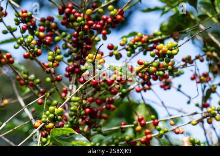 Costa Rica, plantation typique de café. Plante de café recouverte de baies de café. Banque D'Images