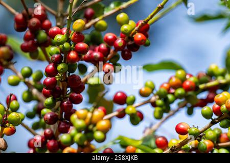 Costa Rica, province d'Alajuela. Plantation typique de café arabica. Détail des baies de café sur la plante. Banque D'Images