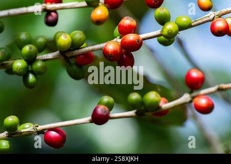Costa Rica, province d'Alajuela. Plantation typique de café arabica. Détail des baies de café sur la plante. Banque D'Images