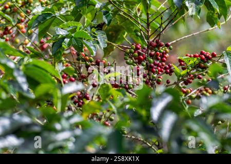 Costa Rica, plantation typique de café. Plante de café recouverte de baies de café. Banque D'Images