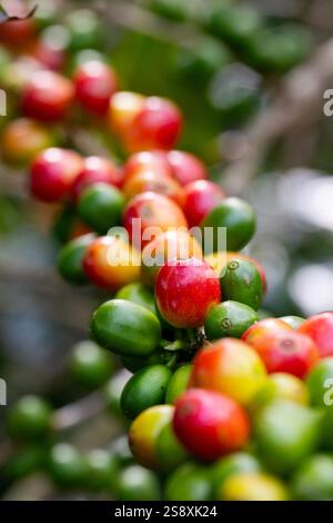 Costa Rica, province d'Alajuela. Plantation typique de café arabica. Détail des baies de café sur la plante. Banque D'Images