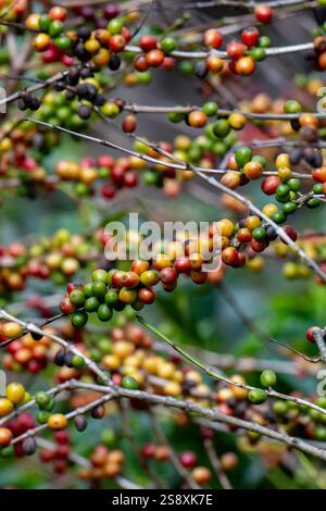 Costa Rica, plantation typique de café. Plante de café recouverte de baies de café. Banque D'Images