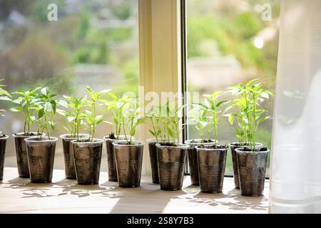 semis, jeunes pousses de poivron dans des tasses sur le rebord de la fenêtre, plantation de graines Banque D'Images