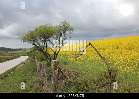 Fleurs jaune vif fleurissant sous la lumière du soleil printanier Banque D'Images