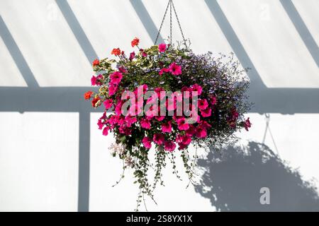 Un panier suspendu luxuriant débordant de pétunias rose vif et de diverses fleurs pendent à la lumière du soleil, projetant des ombres complexes sur un mur blanc Banque D'Images