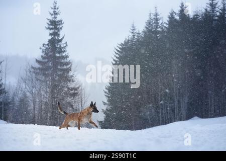 Un chien malinois explore près de la lisière d'une forêt couverte de neige, entouré de grands arbres à feuilles persistantes. La neige brillante et la forêt sereine contrastent Banque D'Images