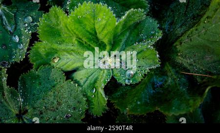 Une photo macro détaillée capturant des gouttes de rosée délicatement dispersées sur des feuilles vertes luxuriantes et éclatantes, évoquant la fraîcheur, la beauté de la nature et la tranquillité Banque D'Images