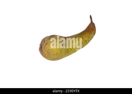 Abate Fetel Pear sur fond blanc – variété de poire européenne de France, isolée et fraîche Banque D'Images