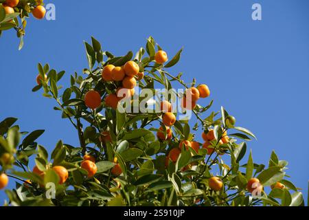Bébé ou mandarines kishu sur un arbre à Glyfada, Grèce Banque D'Images