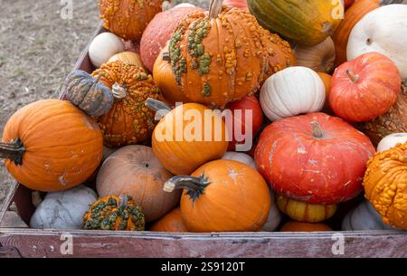 Une caisse en bois rustique remplie de diverses citrouilles et gourdes colorées Banque D'Images