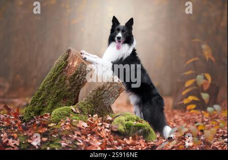 Portrait d'un border collie debout près d'un tronc d'arbre. Banque D'Images