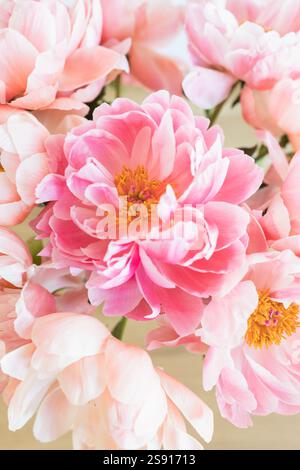 Vue rapprochée des pétales de pivoine en fleurs Banque D'Images