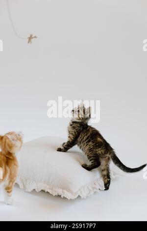 Chaton tabby ludique sur oreiller neutre Banque D'Images