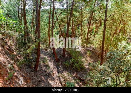 Impression autour du sentier ocre près de Roussillon, une commune du département du Vaucluse de la région Provence dans le sud de la France Banque D'Images