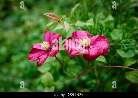 Deux fleurs de Clematis rose vif et quelques feuilles sur le buisson ; avec de la pluie sur les feuilles et les pétales. Banque D'Images