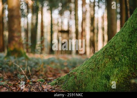 Mousse verte sur le tronc d'arbre forestier. Vue en bas angle, gros plan, faible profondeur de champ, personne Banque D'Images