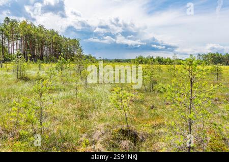 Paysage forestier et tourbière dans la réserve naturelle de Muraka, Estonie Banque D'Images