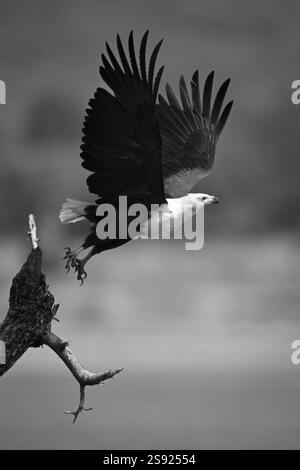 L'aigle poisson mono africain vole à partir de souche Banque D'Images