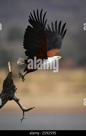 L'aigle-poisson africain décolle de la souche Banque D'Images