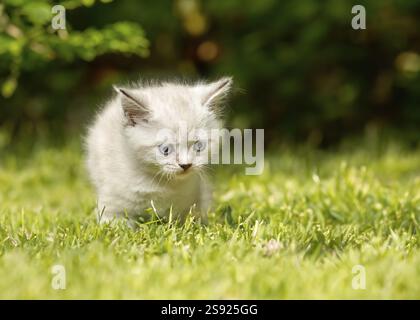 Drôle petit chaton blanc avec les yeux bleus. British Shorthair blanc Banque D'Images