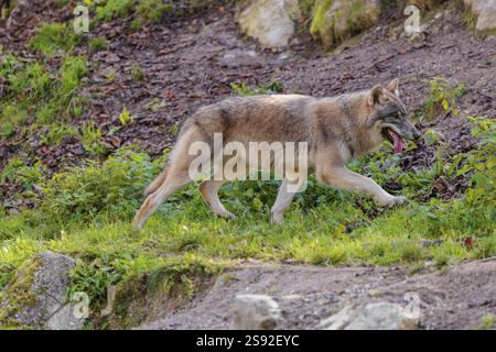 Un jeune loup gris eurasien (Canis lupus lupus) traverse une colline escarpée Banque D'Images