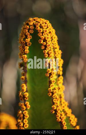Fleurs macro d'Euphorbia cooperi succulent arbre en fleurs avec des branches apparentes de candélabre Banque D'Images