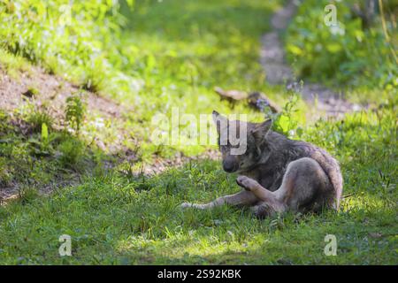 Un chiot loup gris (Canis lupus lupus) est assis sur une prairie verte et se gratte avec sa jambe arrière Banque D'Images