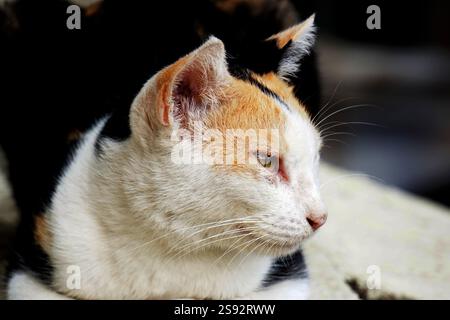 Chat noir et blanc Banque D'Images