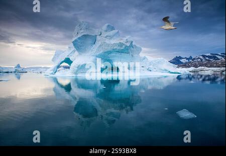 Iceberg dans le fjord Franz Joseph dans l'est du Groenland. Un grand iceberg se reflète dans l'eau. Un grand goéland glaciaire polaire survole l'iceberg contre Banque D'Images