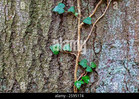 Lierre commune / lierre européen (Hedera Helix), vigne persistante accrochée et rampante le tronc d'arbre Banque D'Images