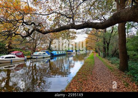Le canal de navigation de la rivière Wey un jour d'automne coloré New Haw Surrey Angleterre Royaume-Uni Banque D'Images