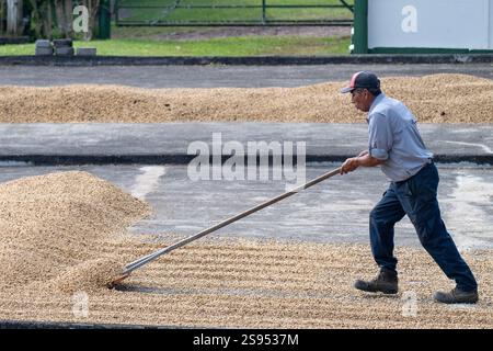Costa Rica, plantation de café Hacienda Doka. Raclage des grains de café pendant le processus de séchage à l'air. Banque D'Images