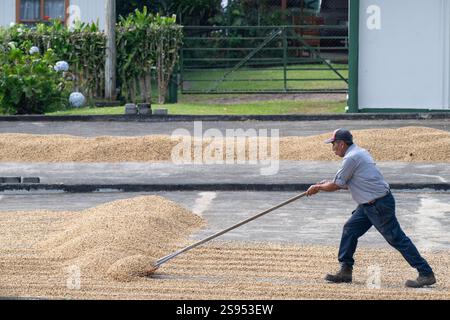 Costa Rica, plantation de café Hacienda Doka. Raclage des grains de café pendant le processus de séchage à l'air. Banque D'Images